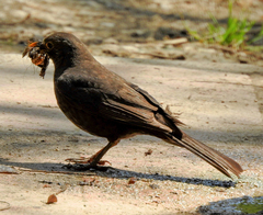 Turdus merula