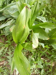 Veratrum lobelianum