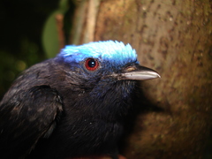Lepidothrix coronata