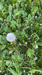 Taraxacum officinale