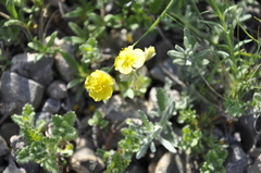 Helianthemum oelandicum orientale