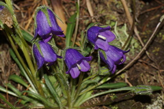 Campanula orbelica