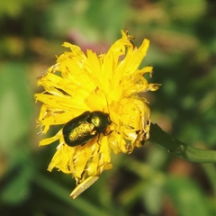 Cryptocephalus sericeus