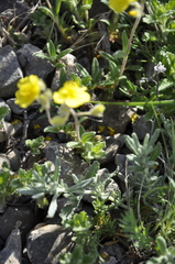 Helianthemum oelandicum orientale