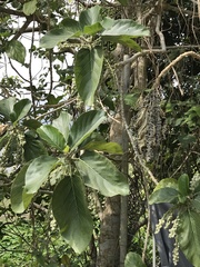 Claoxylon indicum