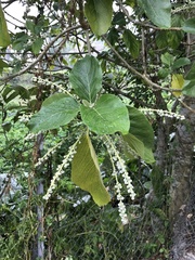 Claoxylon indicum