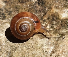 Mengoana jeschaui
