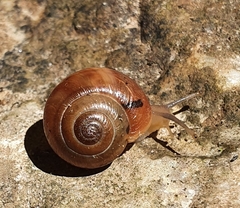 Mengoana jeschaui