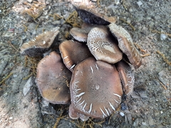 Cyclocybe parasitica