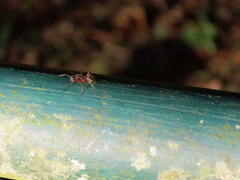 Camponotus rufipes