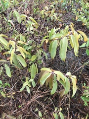Cratoxylum cochinchinense