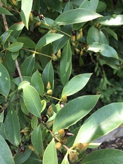 Cratoxylum cochinchinense