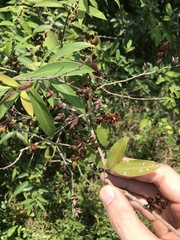 Cratoxylum cochinchinense