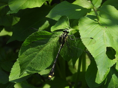 Asiagomphus pacificus