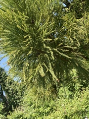 Cryptomeria