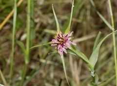 Tragopogon coelesyriacus