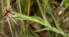 Tragopogon coelesyriacus