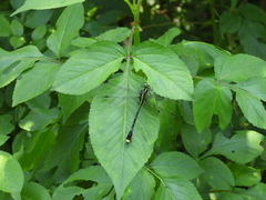 Asiagomphus pacificus