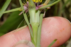 Tragopogon coelesyriacus