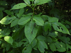 Asiagomphus pacificus