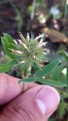 Trifolium squarrosum