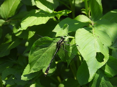 Asiagomphus pacificus