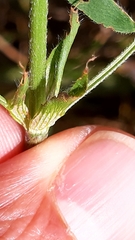 Trifolium squarrosum
