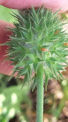 Trifolium squarrosum