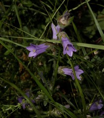 Campanula lyrata