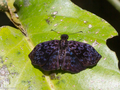 Cycloglypha thrasibulus