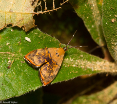 Rhobonda gaurisana