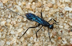 Xorides caerulescens