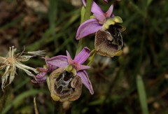 Ophrys homeri