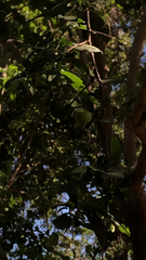 Magnoliopsida
