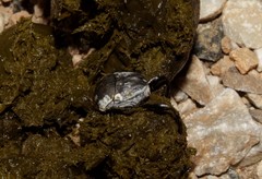 Sisyphus schaefferi schaefferi