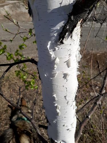 Alaska Paper Birch