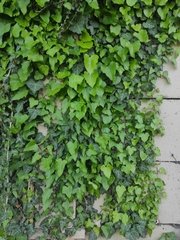 Hedera helix