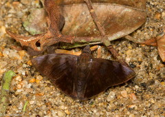 Pellicia tyana