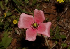 Papaver dubium lecoqii