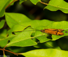 Centromacronema auripenne
