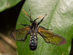 Isanthrene incendiaria