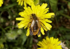Eulasia bicolor dichroa