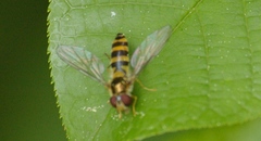 Meligramma cincta