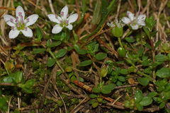 Arenaria biflora