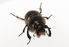 Lethrus rotundicollis