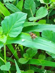 Palpada vinetorum