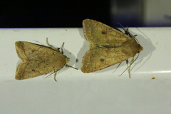 Agrochola macilenta