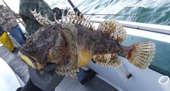 Hemitripterus americanus