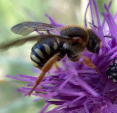 Rhodanthidium septemdentatum