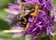 Rhodanthidium septemdentatum